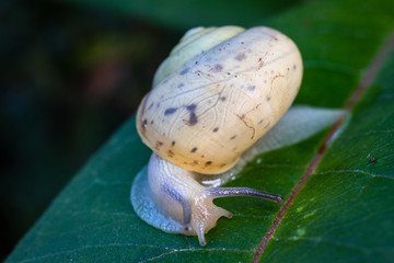 Snail in shell crawling on a plant leaf