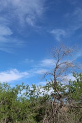Commonly as Catclaw and phytogenically as Senegalia Greggii, this large shrub is a major component of native Southern Mojave Desert plant communities in Joshua Tree National Park.