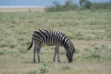 Fototapeta na wymiar Junges Zebra in Etosha Namibia