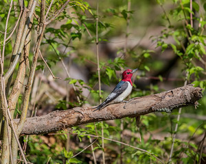 A red-headed woodpecker perched on a fallen tree in the forest. 