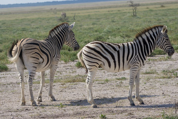 Fototapeta na wymiar Junge Zebras in Etosha Namibia