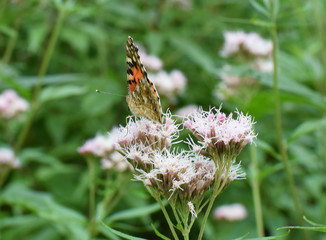 Monarch butterfly on green plants in nature