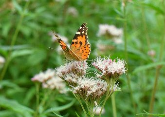 Monarch Butterfly receiving nectar from a flower.