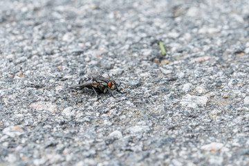Eine große Fliege sitzt auf dem Asphalt einer geteerten Straße, Deutschland