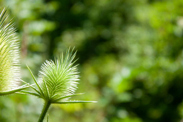Dipsacus fuiionum flowers on a green meadow on a sunny day. Side view, close-up.