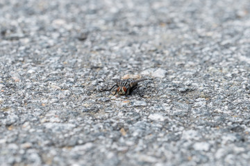 Eine große Fliege sitzt auf dem Asphalt einer geteerten Straße, Deutschland