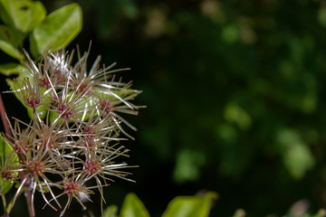 Flowering vineyard clematis. Clematis flower in the summer in the forest.