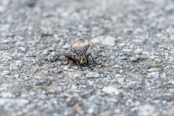 Eine große Fliege sitzt auf dem Asphalt einer geteerten Straße, Deutschland