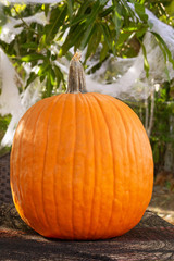 The perfect orange pumpkin sits on top of the table with spider webbing in the background. Halloween and Thanksgiving are two holidays to decorate with orange pumpkins.