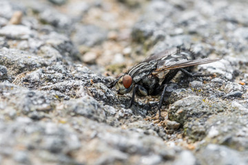 Eine große Fliege sitzt auf dem Asphalt einer geteerten Straße, Deutschland