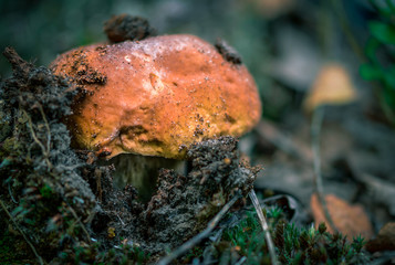 Boletus edulis edible mushroom in the forest