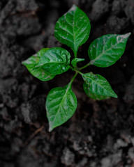 green leaves of organic chili pepper