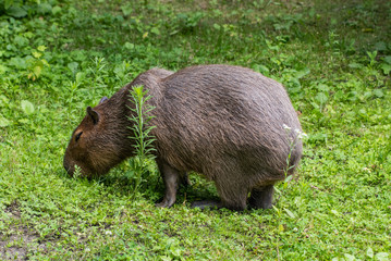 Capybaras - Hydrochaeris hydrochaeris - The largest living rodent in the world