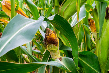 Field corn, animal feed, plants ready for cultivation near rural fields