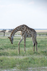 Naklejka na ściany i meble Giraffen Portrait in Etosha National Park namibia