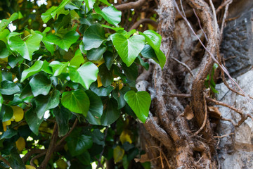 Green ivy. Summer. Foliage. Background for text.