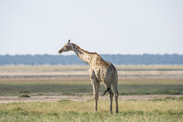 Naklejka na ściany i meble Giraffen Portrait in Etosha National Park namibia