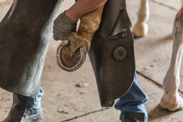 The blacksmith behind work. The master clears away hoofs of a horse from dirt, preparation for...