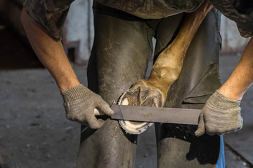 The man in working clothes of the blacksmith reforges a horse. Processing of back hoofs rasp.