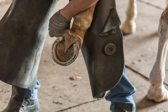The blacksmith behind work. The master clears away hoofs of a horse from dirt, preparation for installation of a new horseshoe