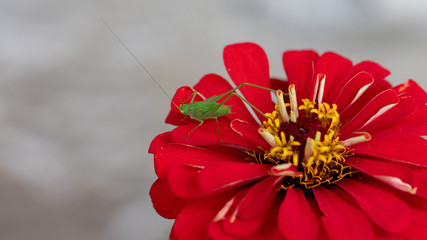 Green grasshopper sitting on a flower