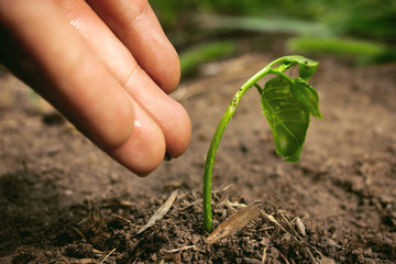 Care Of New Life - Watering Young Plant