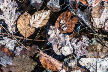 Leaf on water