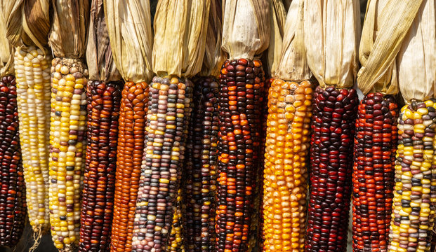 Colorful ears of Indian Corn at Farmer's Market