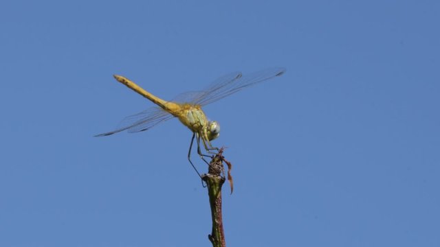 La libellula 
