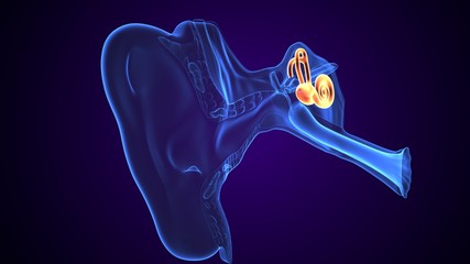 3d rendered inner ear cochlea on blue background