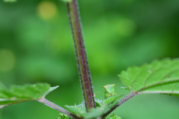 Green  Cicada  -   Buffalo treehopper  (  Stictocephala bisonia  ) from above