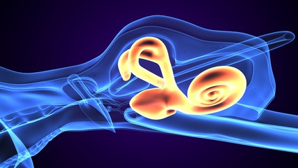 3d rendered inner ear cochlea on blue background