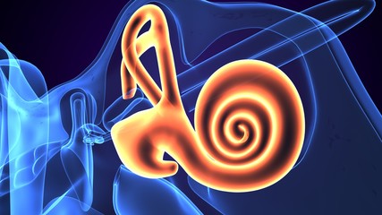 3d rendered inner ear cochlea on blue background © microscience