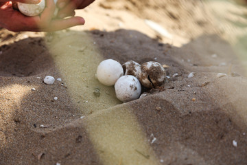 Turtle eggs in northern cyprus