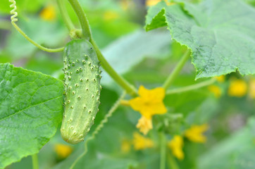 Green cucumber growing in the greenhouse. Flowering and fruiting of vegetable. Shallow depth of field, selective focus