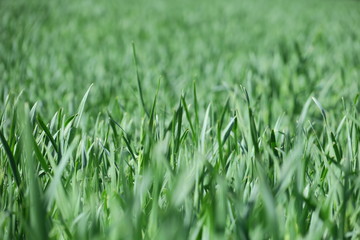 grass field