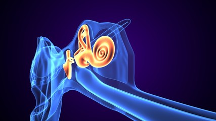 3d rendered inner ear cochlea on blue background © microscience