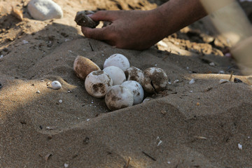  Turtle eggs in northern cyprus