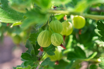Gooseberry. Fresh and ripe organic gooseberries growing in the garden. Ripe fresh green gooseberries in the garden. Growing organic berries close-up on a branch of gooseberry bush. Selective focus