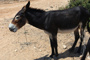 Wild donkey in northern cyprus