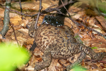 Black snake viper eating big frog