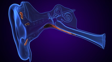 3d illustration of human body ear anatomy