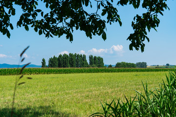 Obraz premium Green meadow landscape with tree. Hunspach, France