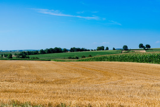 Yellow and green meadow landscape with tree. Hunspach, France