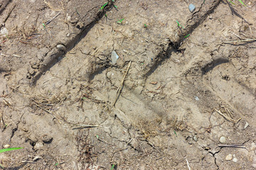 Dried soil unsuitable for the cultivation of floriculture.