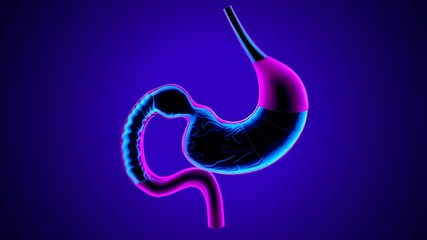 3d illustration of human body stomach anatomy