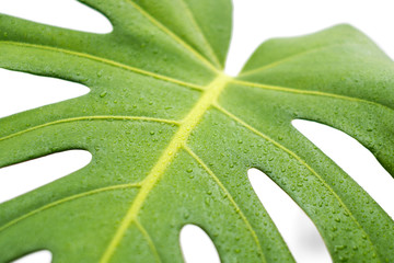 monstera leaf closeup , philodendron plant leaves macro
