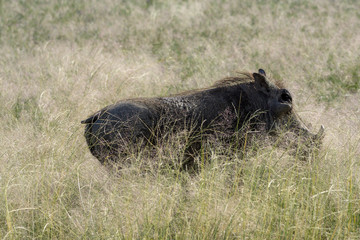 Warzenschwein im Etosha National Park