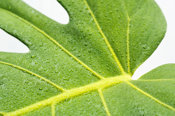 water drops on monstera leaf closeup , dew droplets on philodendron plant