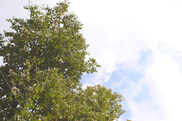green leaves and blue sky